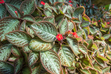 Obraz premium Small red flowers on plant with green leaves
