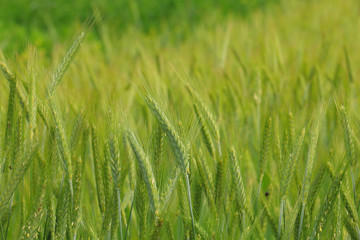 Fototapeta na wymiar wheat ,closeup