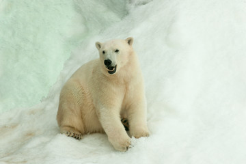 Fototapeta premium Polar bear sitting in the snow