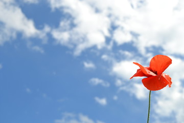 Amapola en el cielo azul