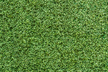 Green leaves wall