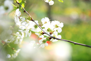 Cherry blossom. Spring blossom background. Blossom tree. Summer print. Spring print. Cherry flowers. Cherry tree branch