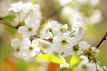 Cherry blossom. Spring blossom background. Blossom tree. Summer print. Spring print. Cherry flowers. Cherry tree branch