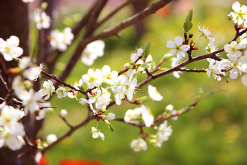 Cherry blossom. Spring blossom background. Blossom tree. Summer print. Spring print. Cherry flowers. Cherry tree branch