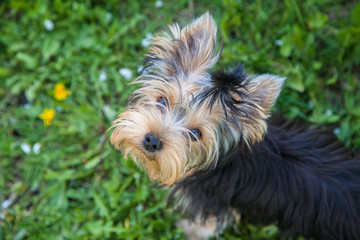 a little Yorkshire terrier in the grass