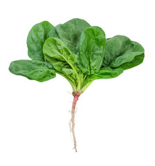 spinach