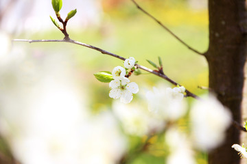 Cherry blossom. Spring blossom background. Blossom tree. Summer print. Spring print. Cherry flowers. Cherry tree branch
