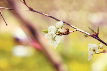 Cherry blossom. Spring blossom background. Blossom tree. Summer print. Spring print. Cherry flowers. Cherry tree branch