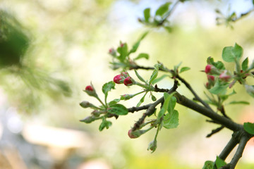 Cherry blossom. Spring blossom background. Blossom tree. Summer print. Spring print. Cherry flowers. Cherry tree branch