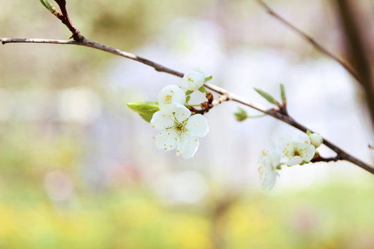 Cherry blossom. Spring blossom background. Blossom tree. Summer print. Spring print. Cherry flowers. Cherry tree branch