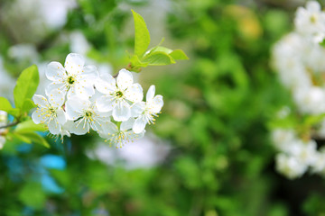 Cherry blossom. Spring blossom background. Blossom tree. Summer print. Spring print. Cherry flowers. Cherry tree branch