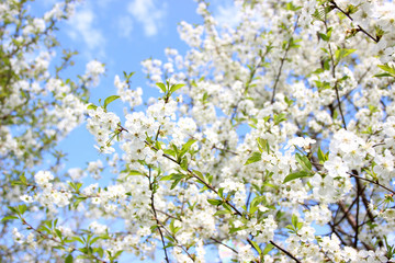 Cherry blossom. Spring blossom background. Blossom tree. Summer print. Spring print. Cherry flowers. Cherry tree branch