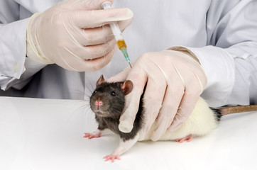 vaccination  rat 1