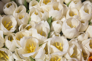 Obraz na płótnie Canvas White tulips at market