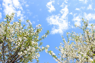 Cherry blossom. Spring blossom background. Blossom tree. Summer print. Spring print. Cherry flowers. Cherry tree branch