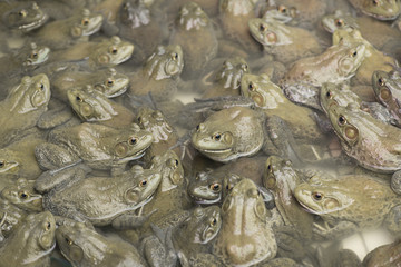 Fototapeta premium American bullfrog in frog farm, Lithobates Catesbeianus. 