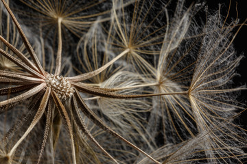 Extreme close up and abstraction with very shallow dept of field of dandelion seeds in black background,