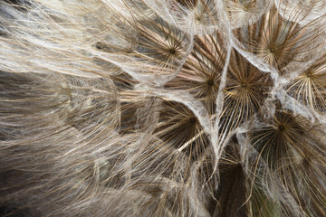 extreme close up of dandelion