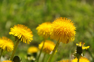 yellow dandelions in sunlight