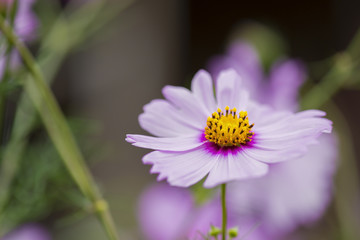 Obraz premium Cosmos flowers or Cosmos Sulphureus Cav. macro close up. 