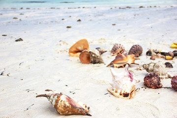 Ракушки на белом песке