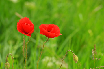 poppy field