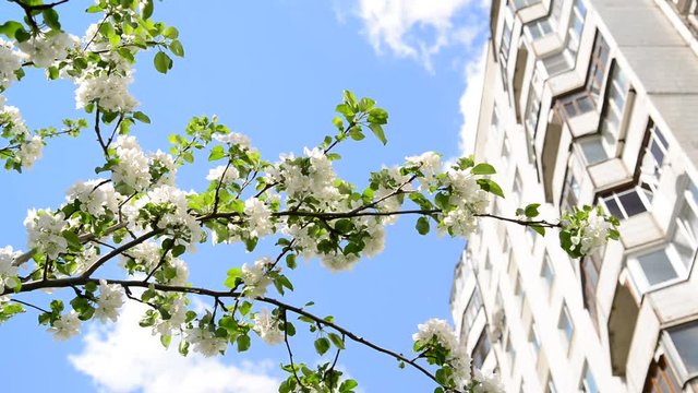 Branches of blossoming apple-tree on a background of multi-storey house