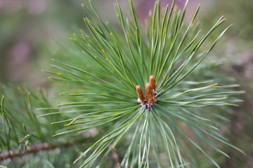 Pine branch with Bud