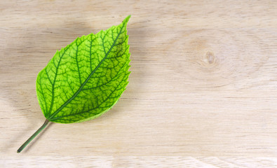 Green leaf / Green leaf on wood background with copy space.