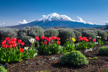 Beautiful view of Fujisan Mountain with colorful tulip in spring, Kawaguchiko lake, Japan