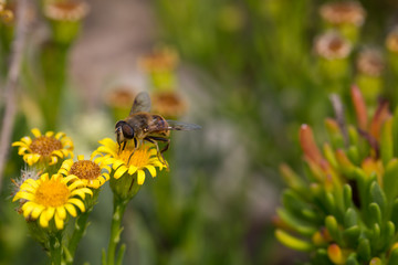Honey Bee on Yellow Flower, Close Up Macro