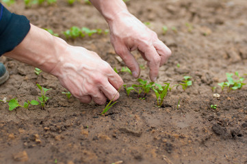 human hands and radish sprouts on soil
