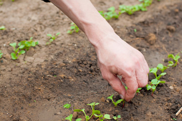 Man picking radish sprouts on soil