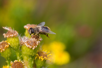 Honey Bee on Yellow Flower, Close Up Macro