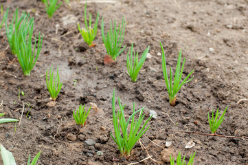 Farming. Onion plantation in the vegetable garden