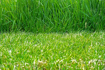 mown grass and uncut grass