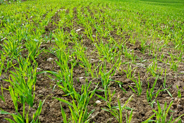 of land to grow a new crop of grain