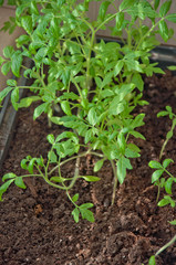 Growing green tomato seedling in pot