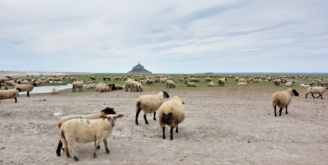 Fototapeta na wymiar Les moutons des prés salés et le Mont-saint-Michel à marée basse