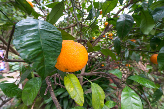 Close up of large orange fruit on tree