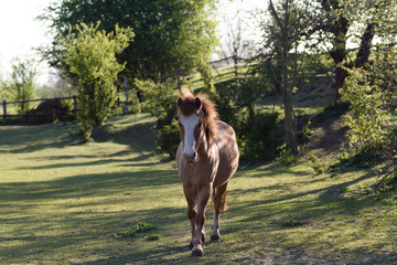 Haflinger horse running on a green field towards the photographer!
