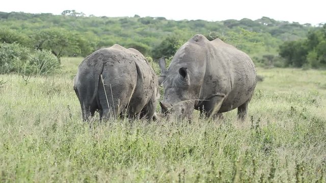 Two rhino standing head to head, one moving forward other rhino stepping backward.
