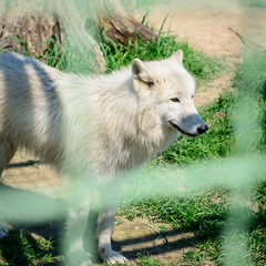 Obraz premium predator white fluffy wolf