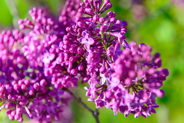lilac flowers in spring