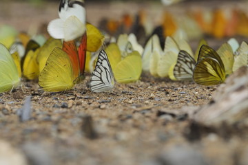 Fototapeta premium Butterflys group /OLYMPUS DIGITAL CAMERA