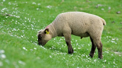 Mouton dans les prés salés au Mont-saint-Michel