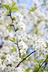 Cherry blossom. Spring blossom background. Blossom tree. Summer print. Spring print. Cherry flowers. Cherry tree branch