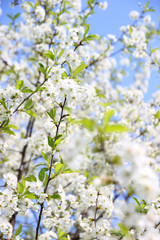Cherry blossom. Spring blossom background. Blossom tree. Summer print. Spring print. Cherry flowers. Cherry tree branch