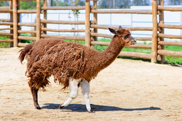 Obraz premium Lama alpaca animal