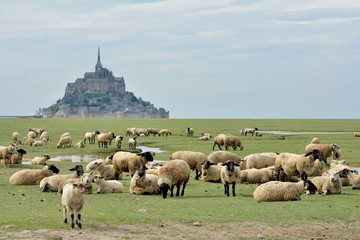 Obraz premium La baie du Mont-saint-Michel avec les moutons des prés salés